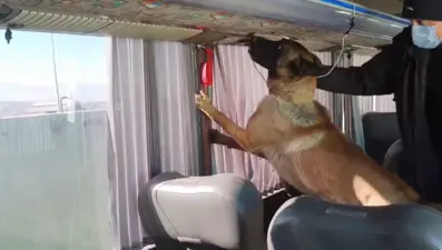 Otobüs bagajında skunk düzeneği: 8 kilo zehir ele geçirildi