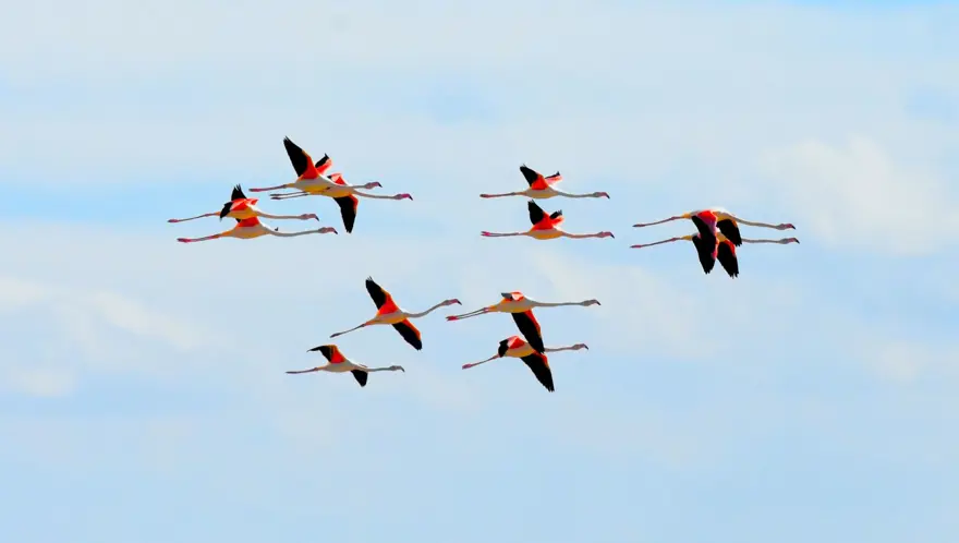 Yazlıkçı flamingolar Tuz Gölü'nde Yazlıkçı flamingolar Tuz Gölü'nde