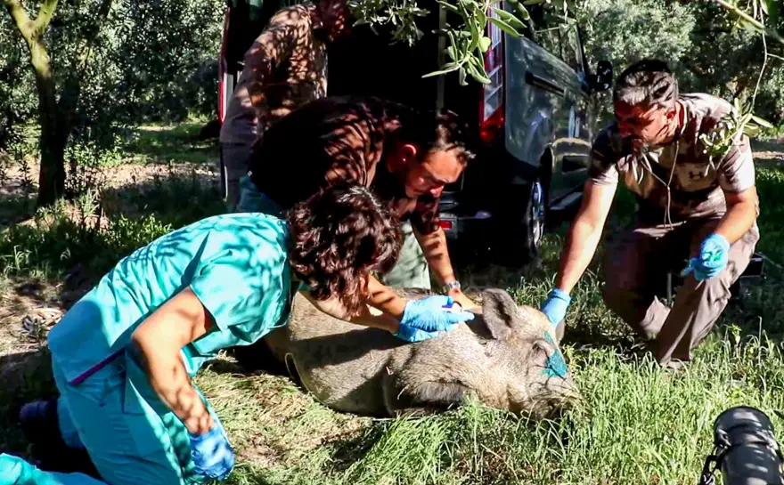 Kuyuya düşen domuz için 5 saatlik kurtarma operasyonu 4