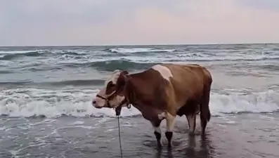 Sıcaktan bunalan inek denizde serinledi