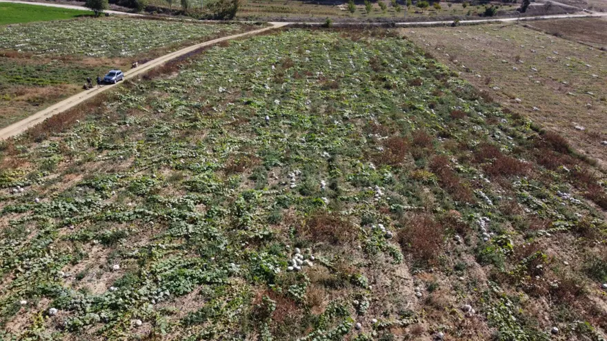 1 yıl raf ömrü var: "Sanki kestane yemiş gibi oluyorsunuz" 4