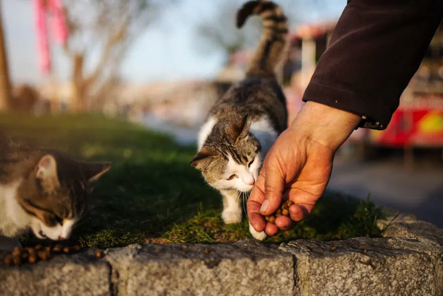 Kedilerle ilgili eğlenceli gerçekler (8 Ağustos Uluslararası Kedi Günü) 9 Kedilerle ilgili eğlenceli gerçekler (8 Ağustos Uluslararası Kedi Günü) 9