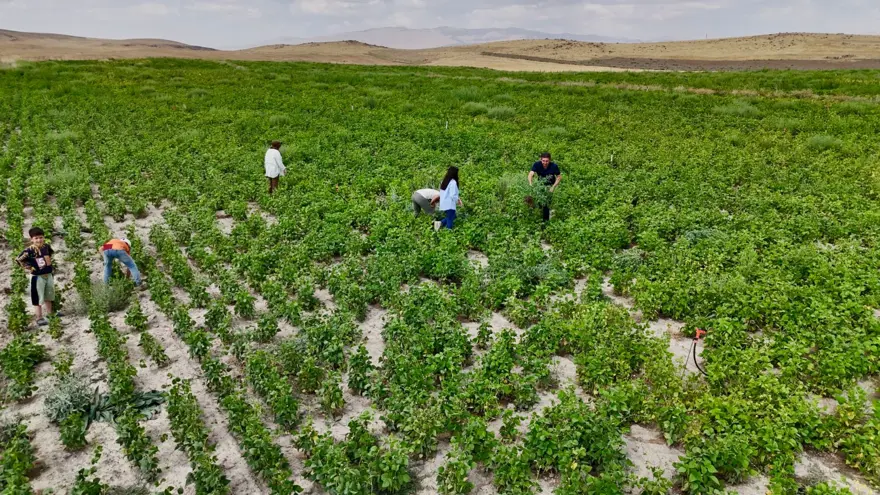 Ağrı'da yetişmez dediler: Yüksek verimiyle dikkat çekti 3