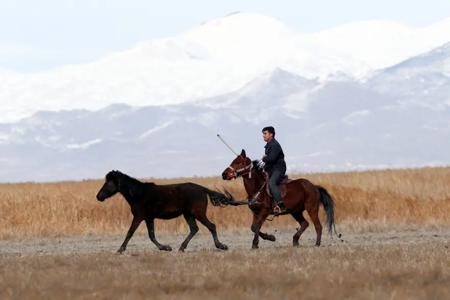 Sultan Sazlığı'na renk katan Yılkı atları kışın bölge halkınca besleniyor 14