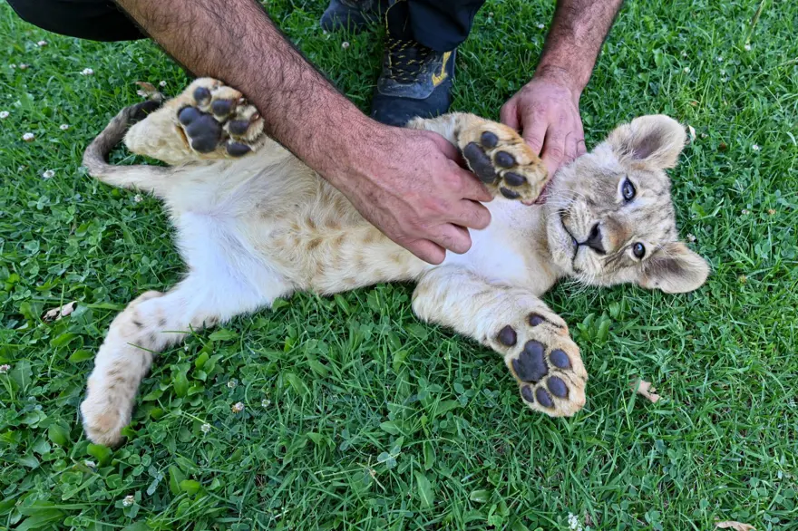 Erdoğan'ın aslanlarına isim aranıyor: Anketle belirlenecek 7