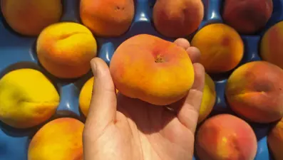 Akdeniz ülkelerinde yetiştirilen ’yassı şeftali’ artık Bursa’da da yetişiyor