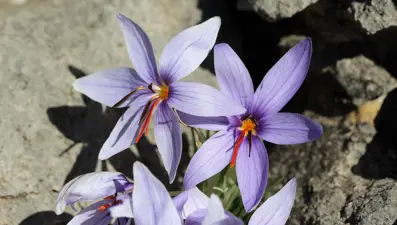 Tek yumru 900 TL'ye satılıyor: Olimpos safranı biyokaçakçıların hedefinde