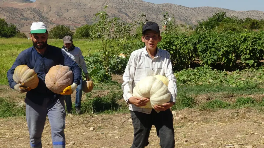 Kış aylarının vazgeçilmezi! Binbir zahmetle sofralara geliyor 1