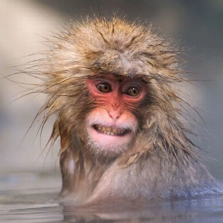 Hayvanların en sevimli halleri - 16 196