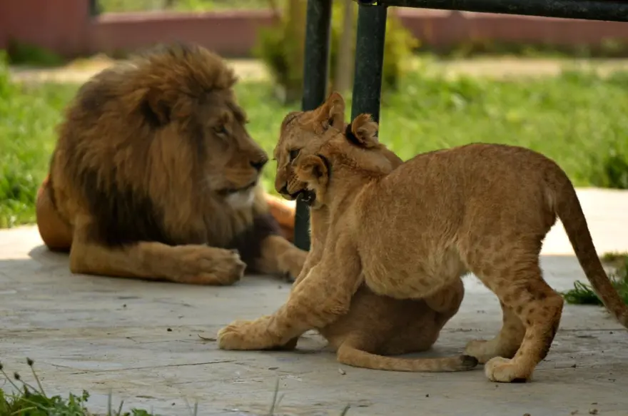 Yavru aslanlar babalarına kavuştu 4