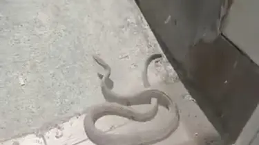 Kağıthane'de yılan paniği: Cama tekme atarak kovmaya çalıştı