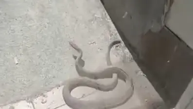 Kağıthane'de yılan paniği: Cama tekme atarak kovmaya çalıştı