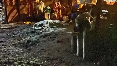 Ahırda acı son: İneğini sağmak isterken can verdi