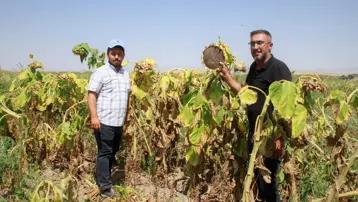 1,5 günde hasadı yapılıyor: Binbir emekle yetiştiriliyor