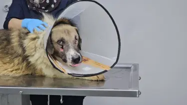 Sokak köpeğini hedef tahtası yaptı: 20'den fazla mermi tespit edildi