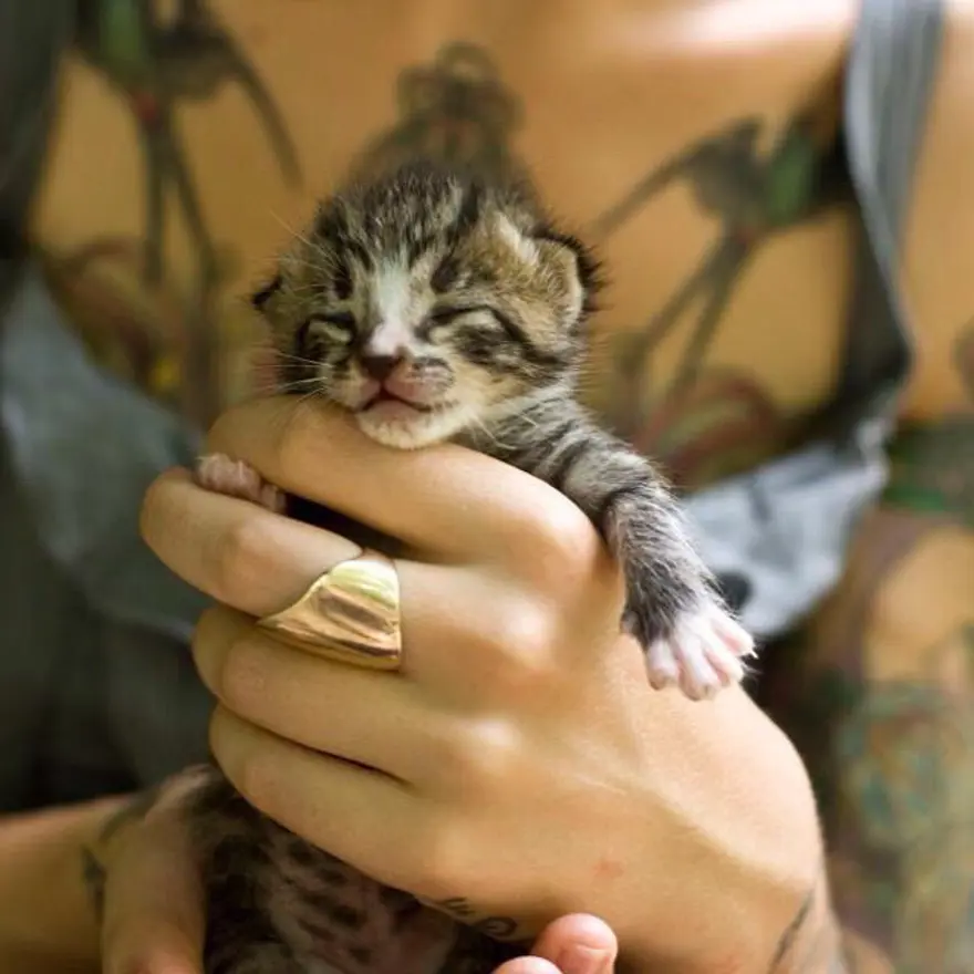 Hayatını kedileri kurtarmaya adadı 166