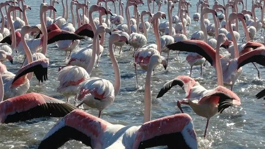 Flamingoların muhteşem kış dansı 10