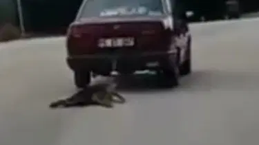 Burdur'da köpeğe işkence: Tutuklanarak cezaevine gönderildi