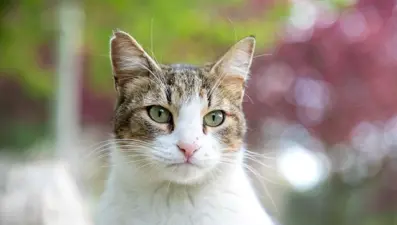 Kediler de Alzheimer oluyor: Belirtileri neler?