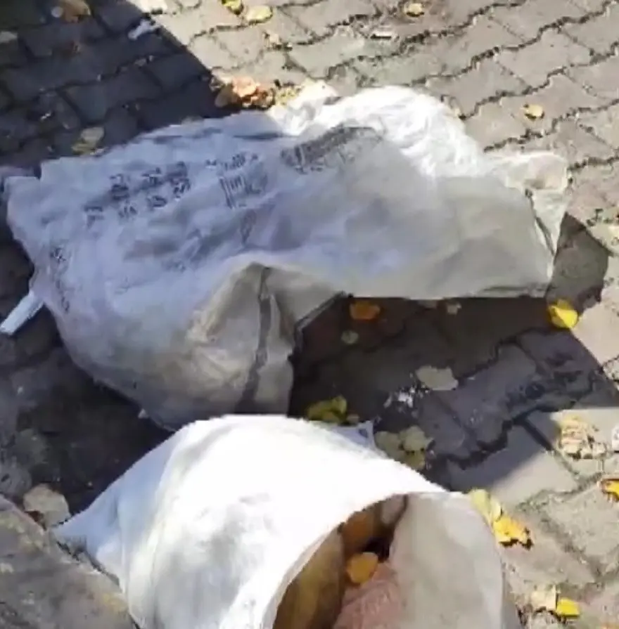 Avcılar'da çöpten çuval içinde ölü köpek yavruları çıktı 1