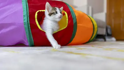 Kanser tedavisinde yeni umut kediler