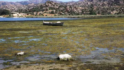 Sıcaklık arttı, Bafa Gölü çöplüğe döndü