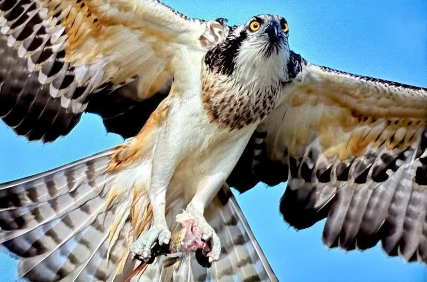 Türkiye’de nadir bulunuyordu: Bursa'da görüntülendi 