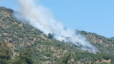 İzmir'de zeytinlik ve makilik alanda yangın