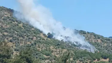 İzmir'de zeytinlik ve makilik alanda yangın