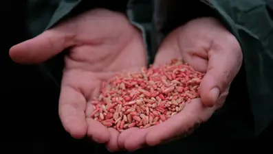 Konya Ovası'nda susuz tarım girişimi: 'Sorgül' buğdayı ekildi