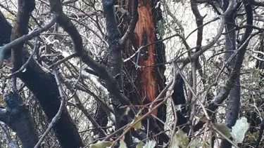 Denizli’de yıldırım yangına neden oldu