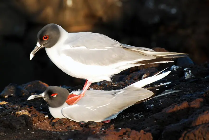 Darwin'in adasından kaçıyorlar 