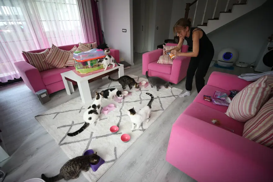 Obez kedi Cüce'ye özel diyet: 18 kedisini sokağa bırakmadı müstakil eve taşındı 2