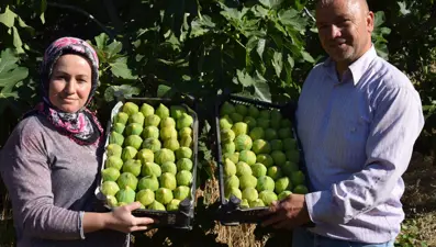 Sabahın erken saatlerinde dalından toplanıyor: Besleyici meyveye yurt dışından da talep var