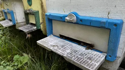 Dedesinin nasihatiyle başladı, geçim kaynağı oldu: 1 ton üretmeyi hedefliyor