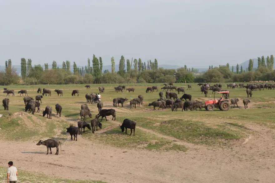 Afrika Serengeti Parkı değil Balıkesir Ovası 22