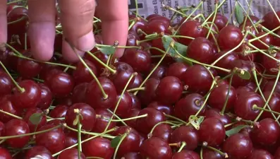 Elazığ vişnesi tescillendi