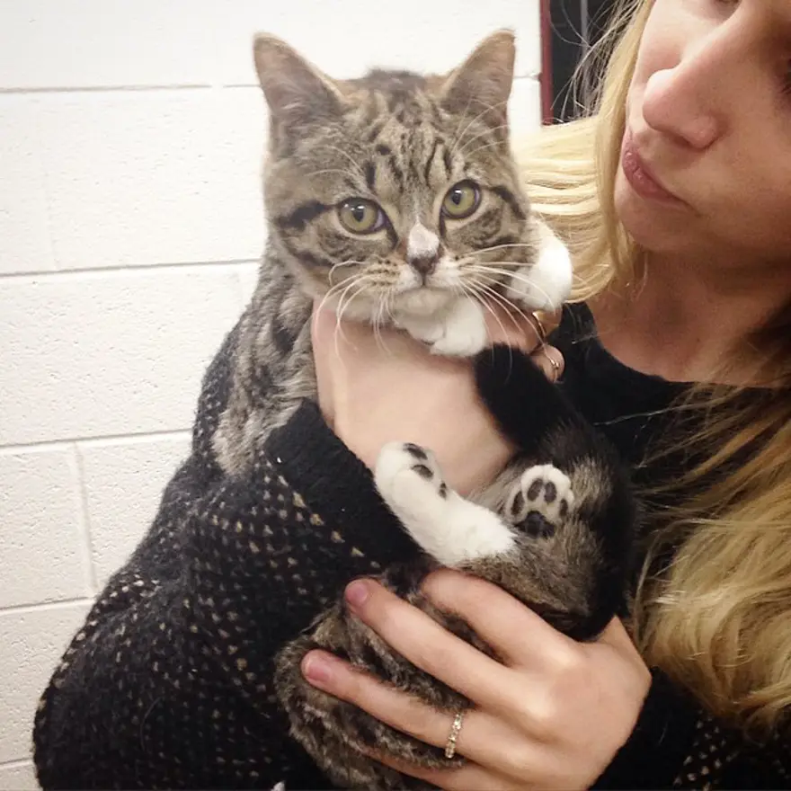 Hayatını kedileri kurtarmaya adadı 145