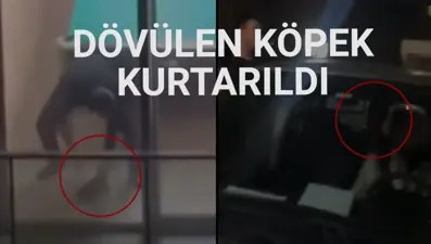 Esenyurt'ta köpeğe şiddete hayvanseverlerden tepki