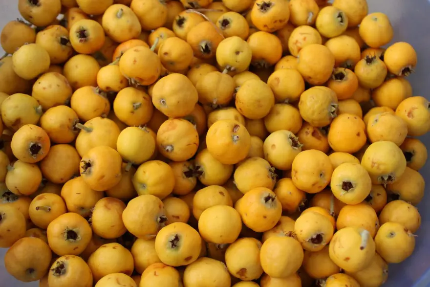 Dağlarda yetişiyor, tezgahta yerini aldı: Toplaması çok zahmetli 5 Dağlarda yetişiyor, tezgahta yerini aldı: Toplaması çok zahmetli 5