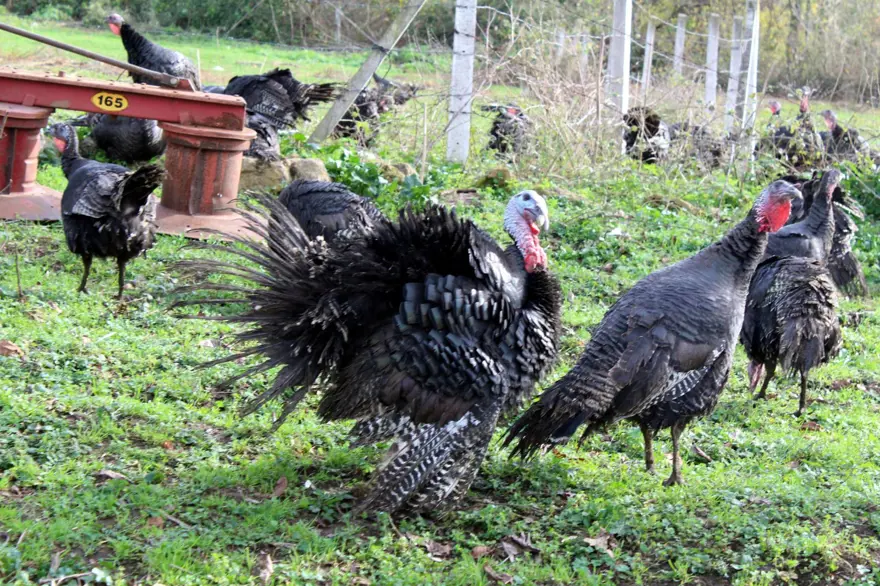 Yılbaşı hindileri bin liraya kadar çıkıyor 3