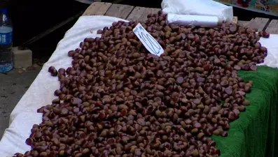 Çin kestanesi nedir, nasıl ayırt edilir, zararları neler?