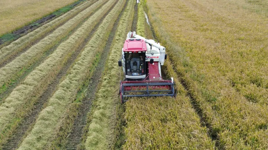 117 bin tonun üzerinde rekolte bekleniyor: Hasadı sürüyor 5