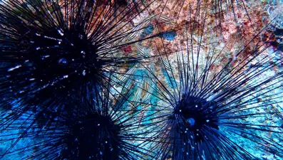 Marmara, Ege ve Akdeniz ekosistemleri gözlemlendi