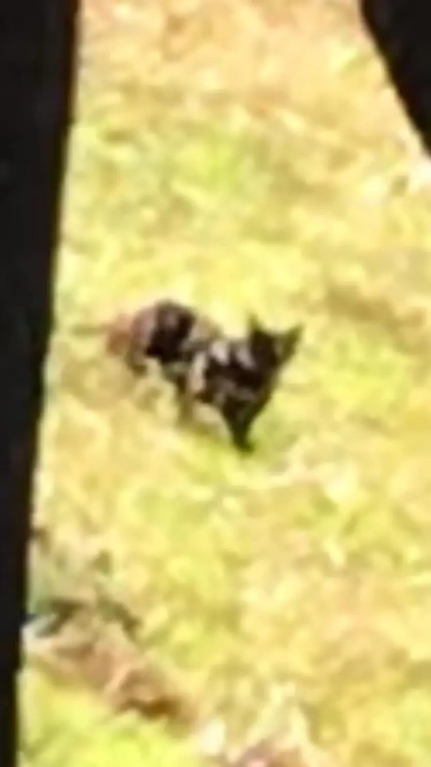 “SİYAH RENKTE PARLAK BİR HAYVAN” 2