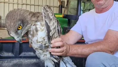Yaralı bulunan atmaca, tedaviye alındı