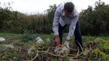 "Beyaz Elmas" parlamaya başladı: Tek tek kesilerek toplanıyor