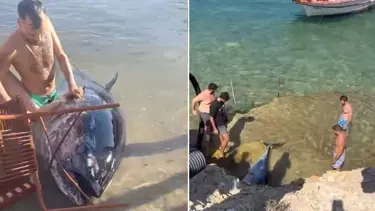 Art arda karaya vurdular! Çeşme'de ekipler inceleme başlattı