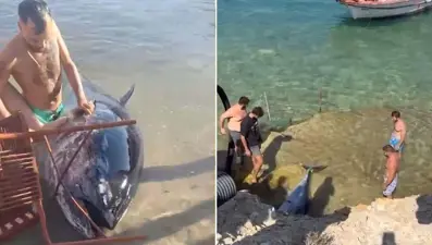 Art arda karaya vurdular! Çeşme'de ekipler inceleme başlattı