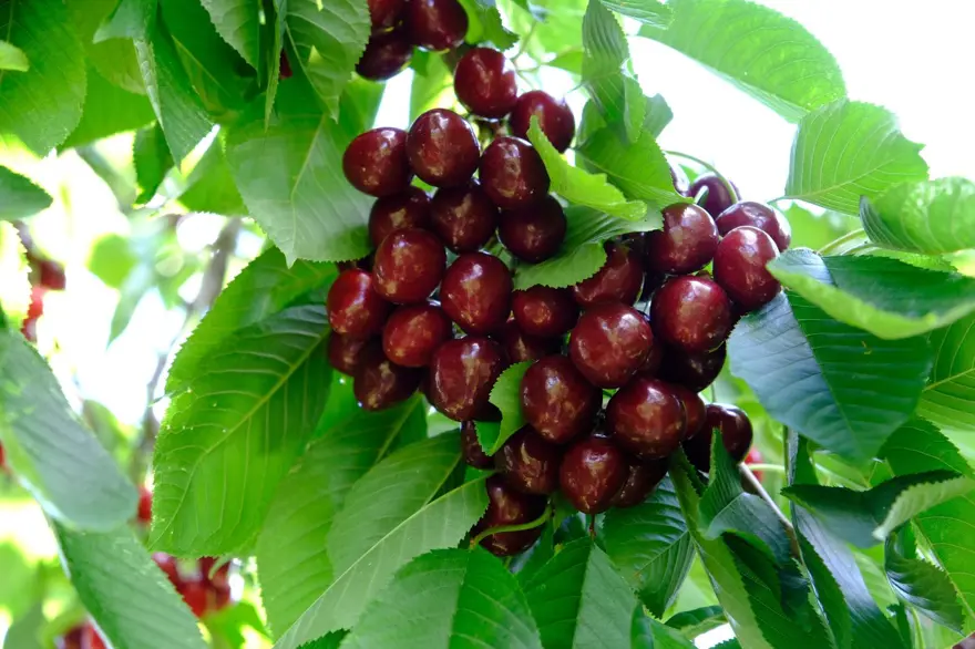 Rekolte düşüşü sonrası fiyat uçtu: Kirazı zirai don vurdu 4 Rekolte düşüşü sonrası fiyat uçtu: Kirazı zirai don vurdu 4